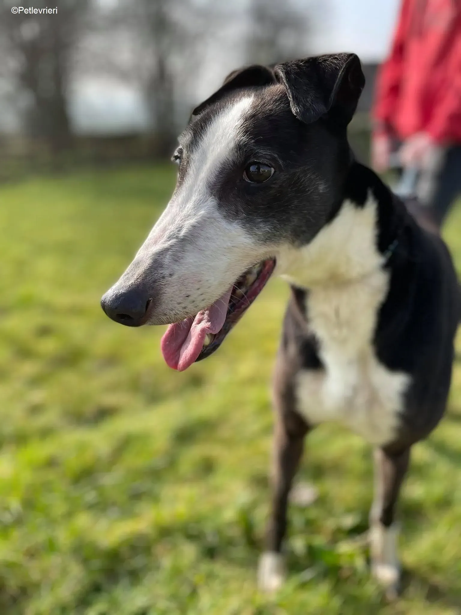 Poppy adozione levrieri greyhound 12 1