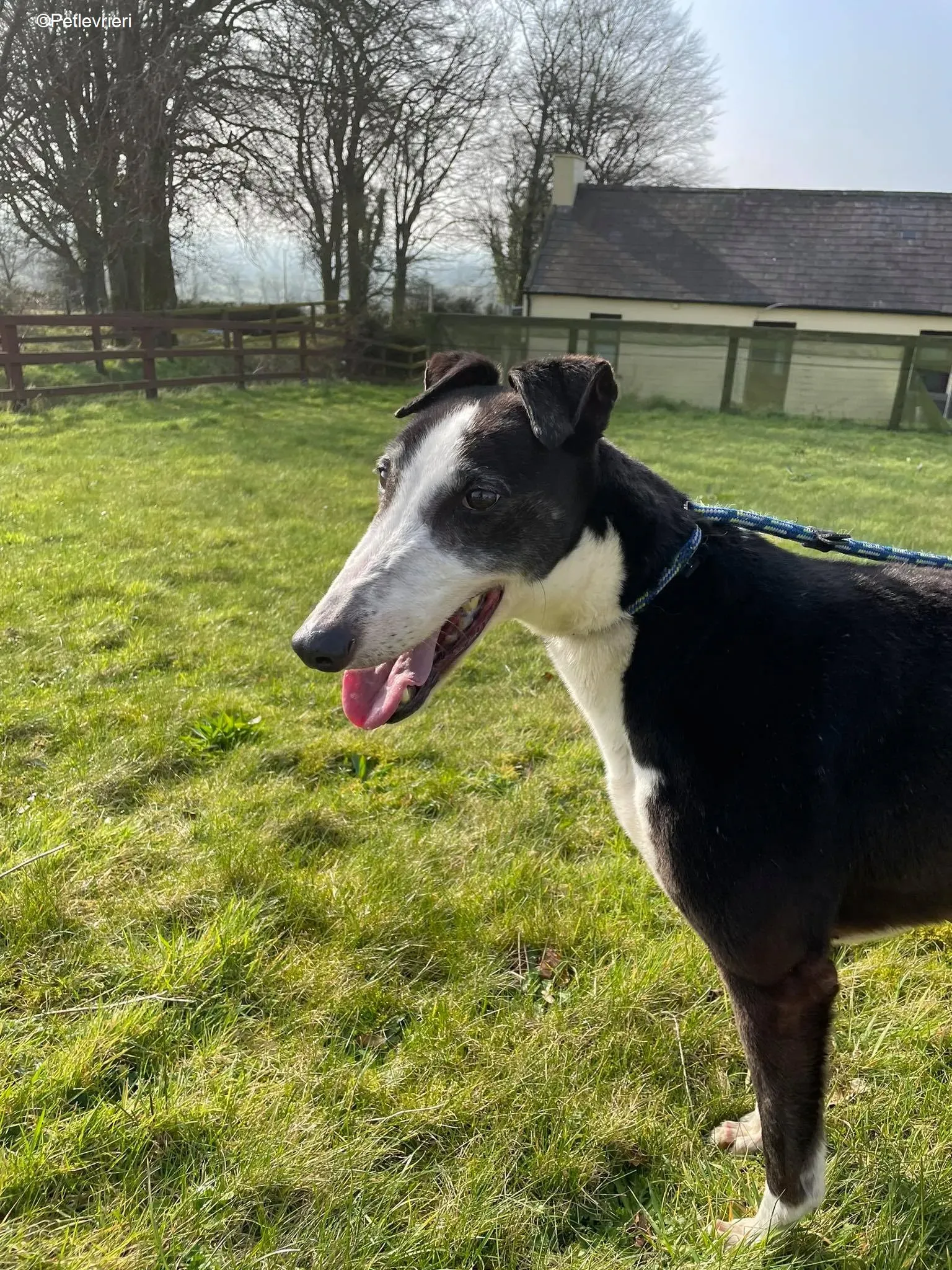 Poppy adozione levrieri greyhound 13 1