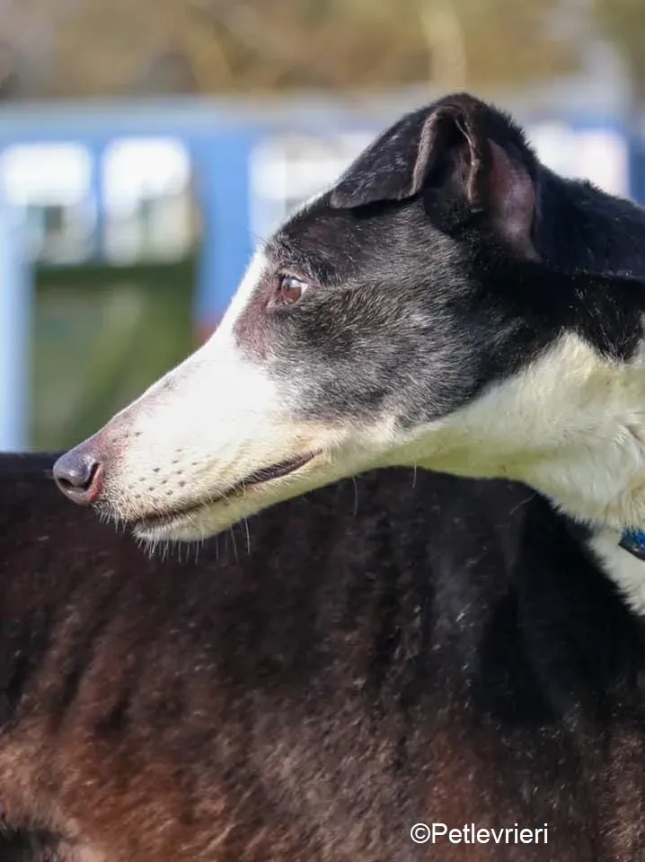 Poppy adozione levrieri greyhound 14