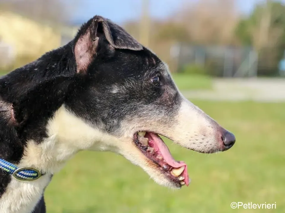 Poppy adozione levrieri greyhound 15