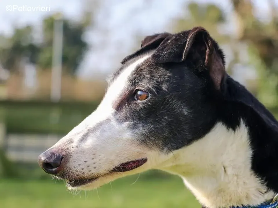 Poppy adozione levrieri greyhound 16