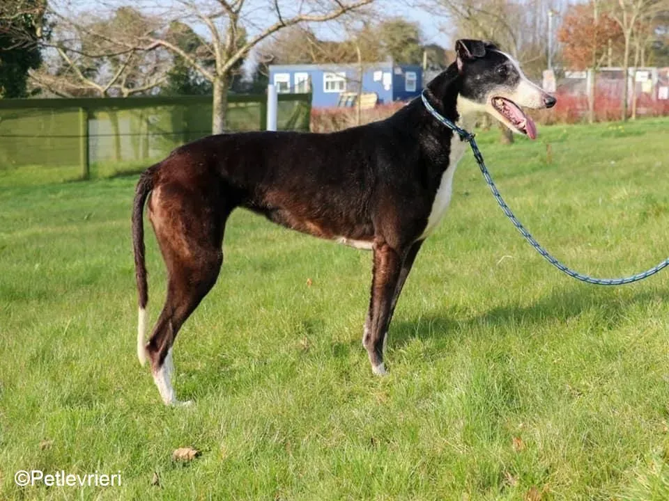 Poppy adozione levrieri greyhound 17