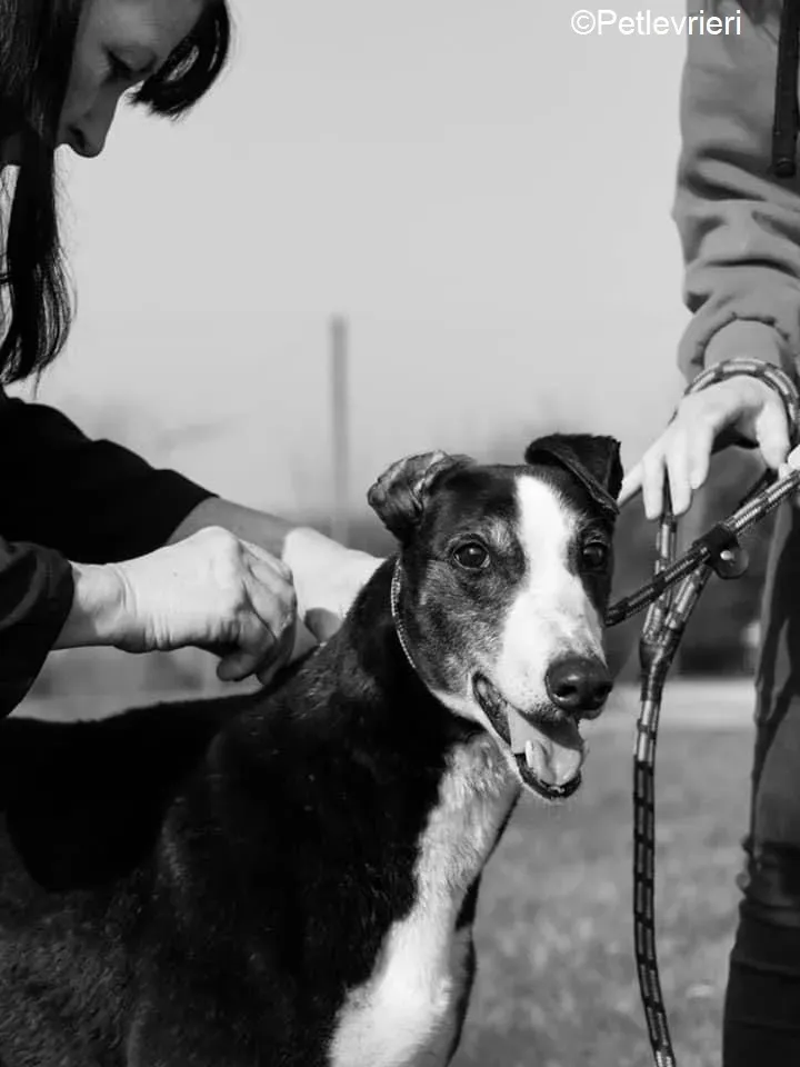 Poppy adozione levrieri greyhound 18