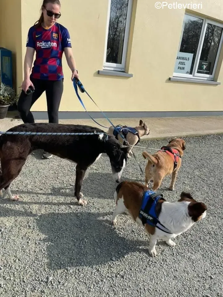 Poppy adozione levrieri greyhound 19