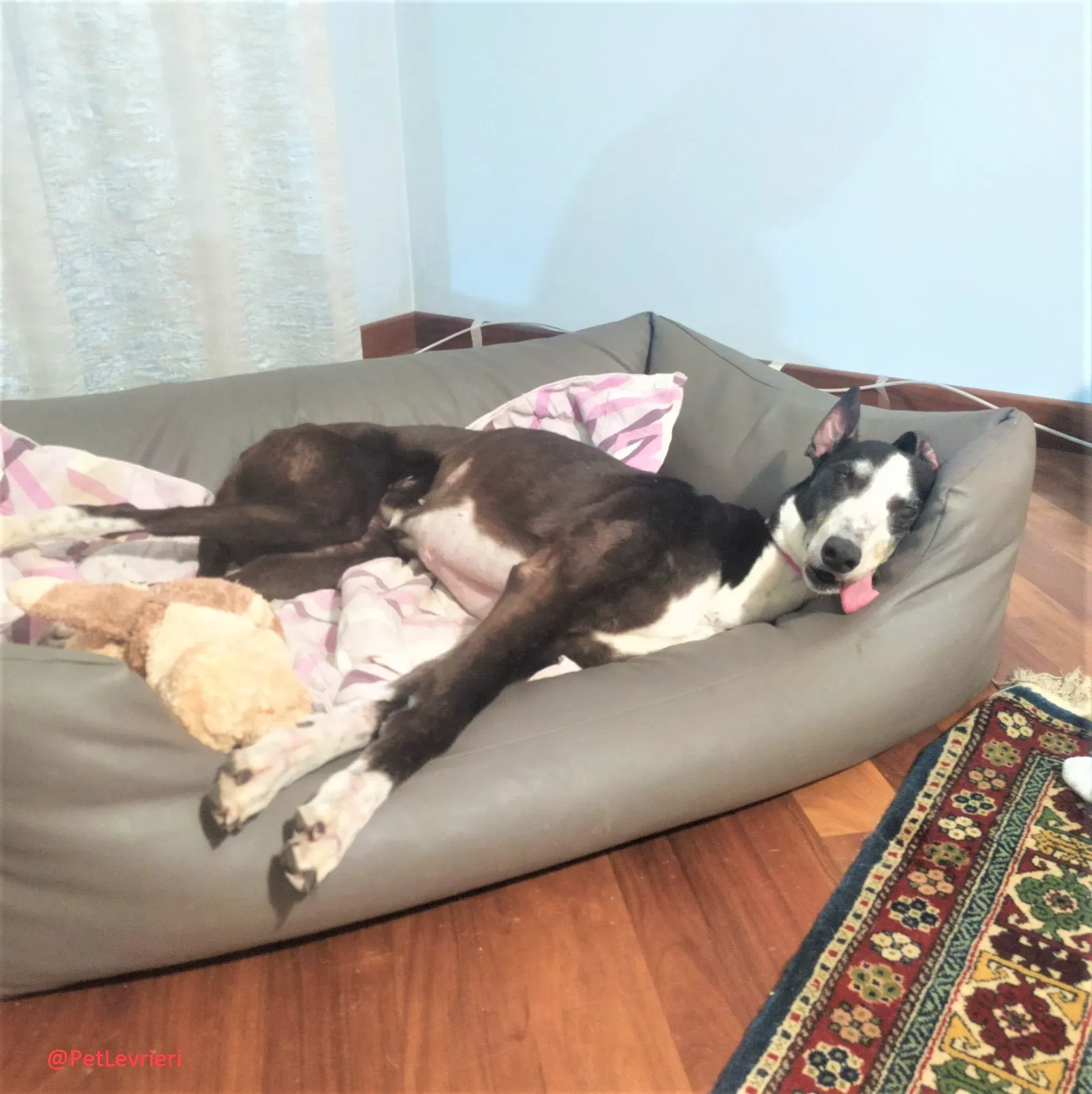 Poppy adozione levrieri greyhound 20 2