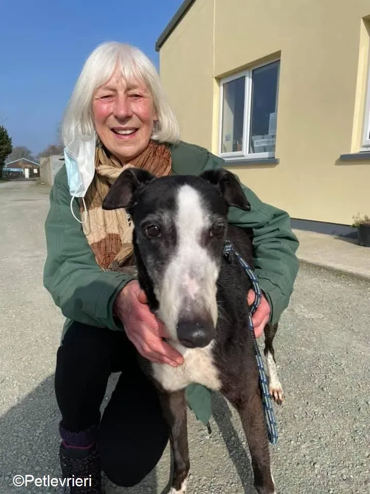 Poppy adozione levrieri greyhound 20
