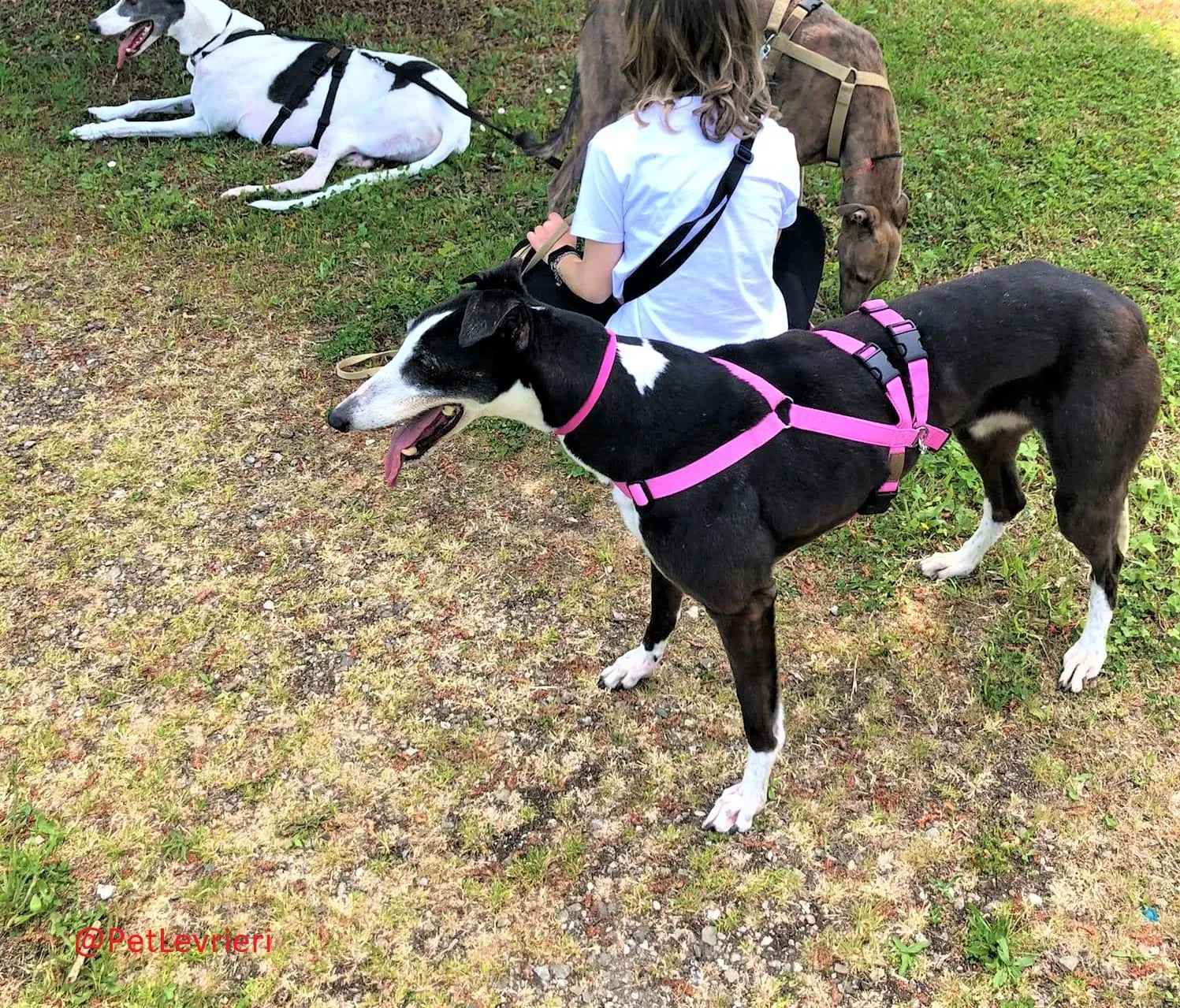 Poppy adozione levrieri greyhound 21 2