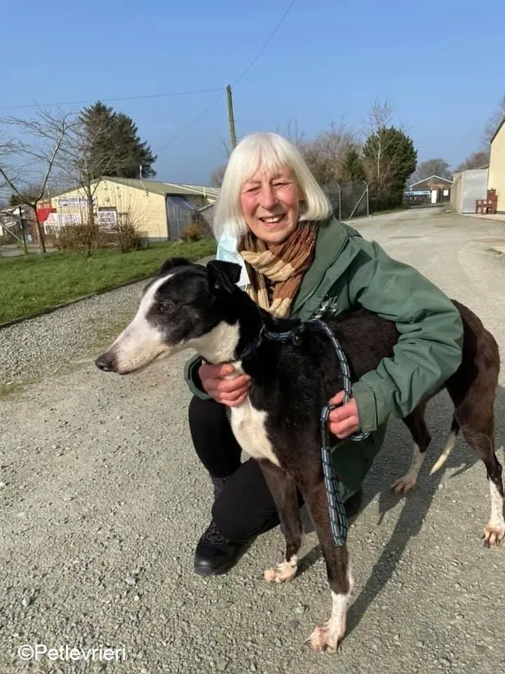 Poppy adozione levrieri greyhound 21
