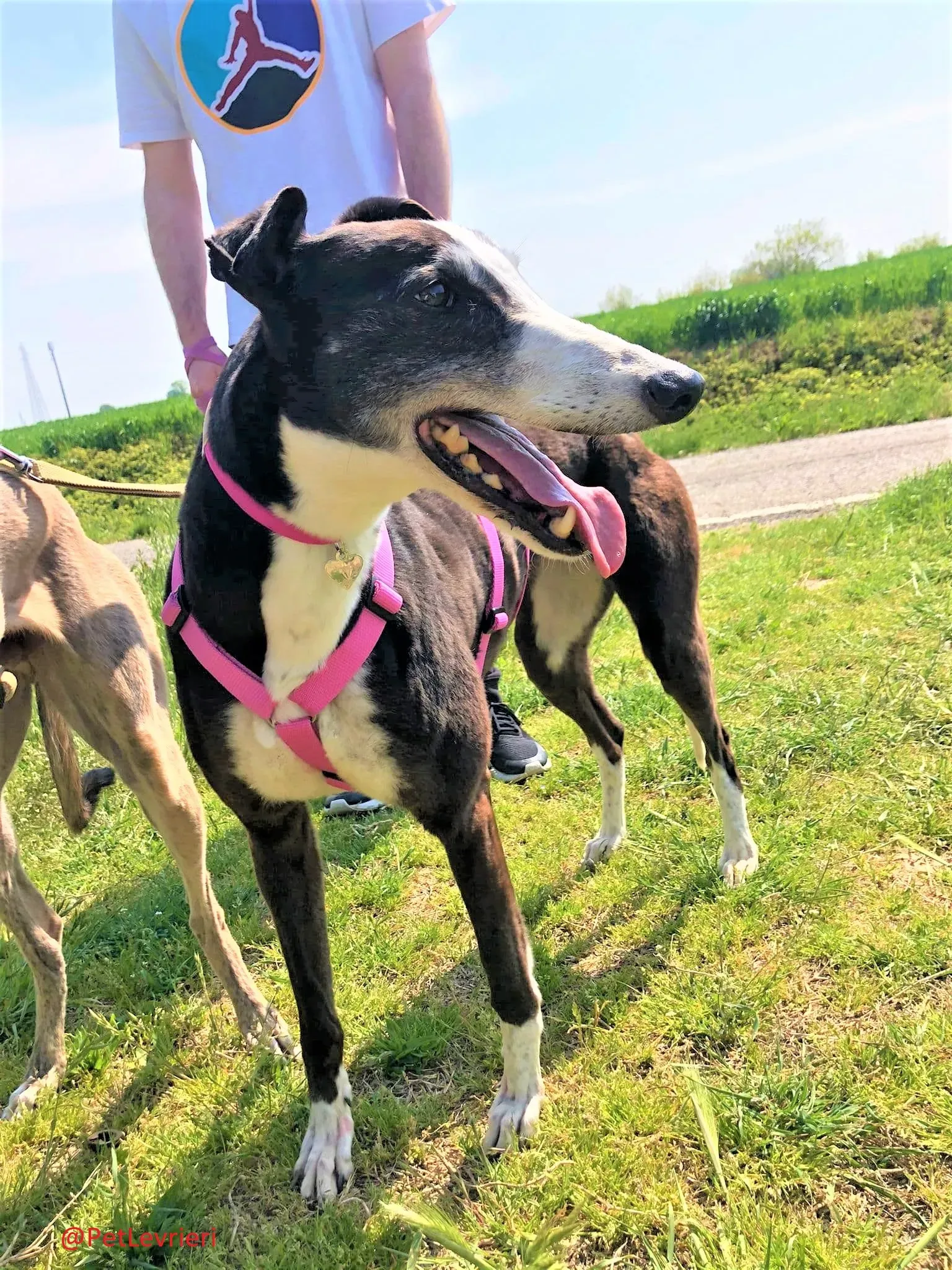 Poppy adozione levrieri greyhound 22 2