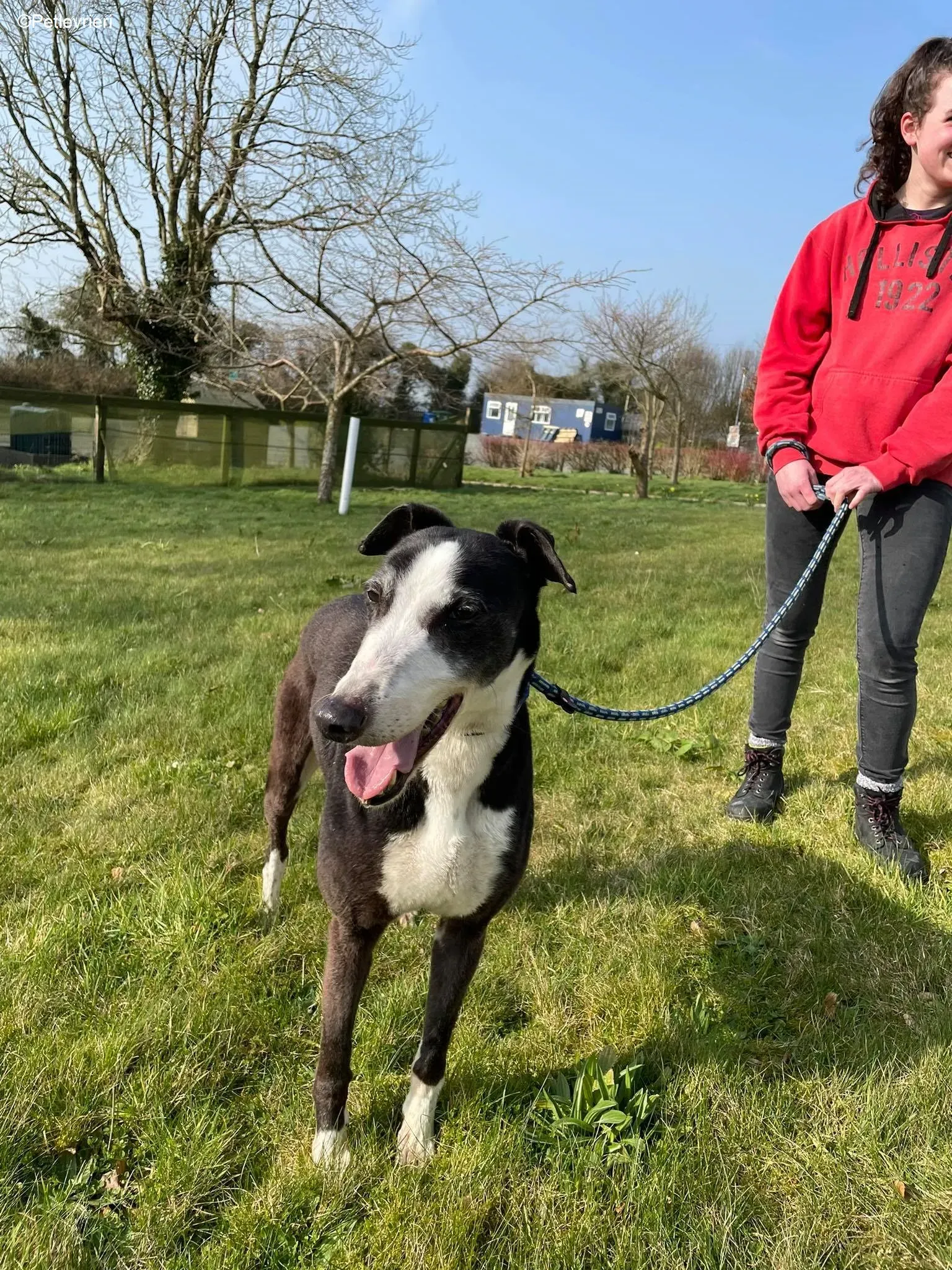 Poppy adozione levrieri greyhound 3 1