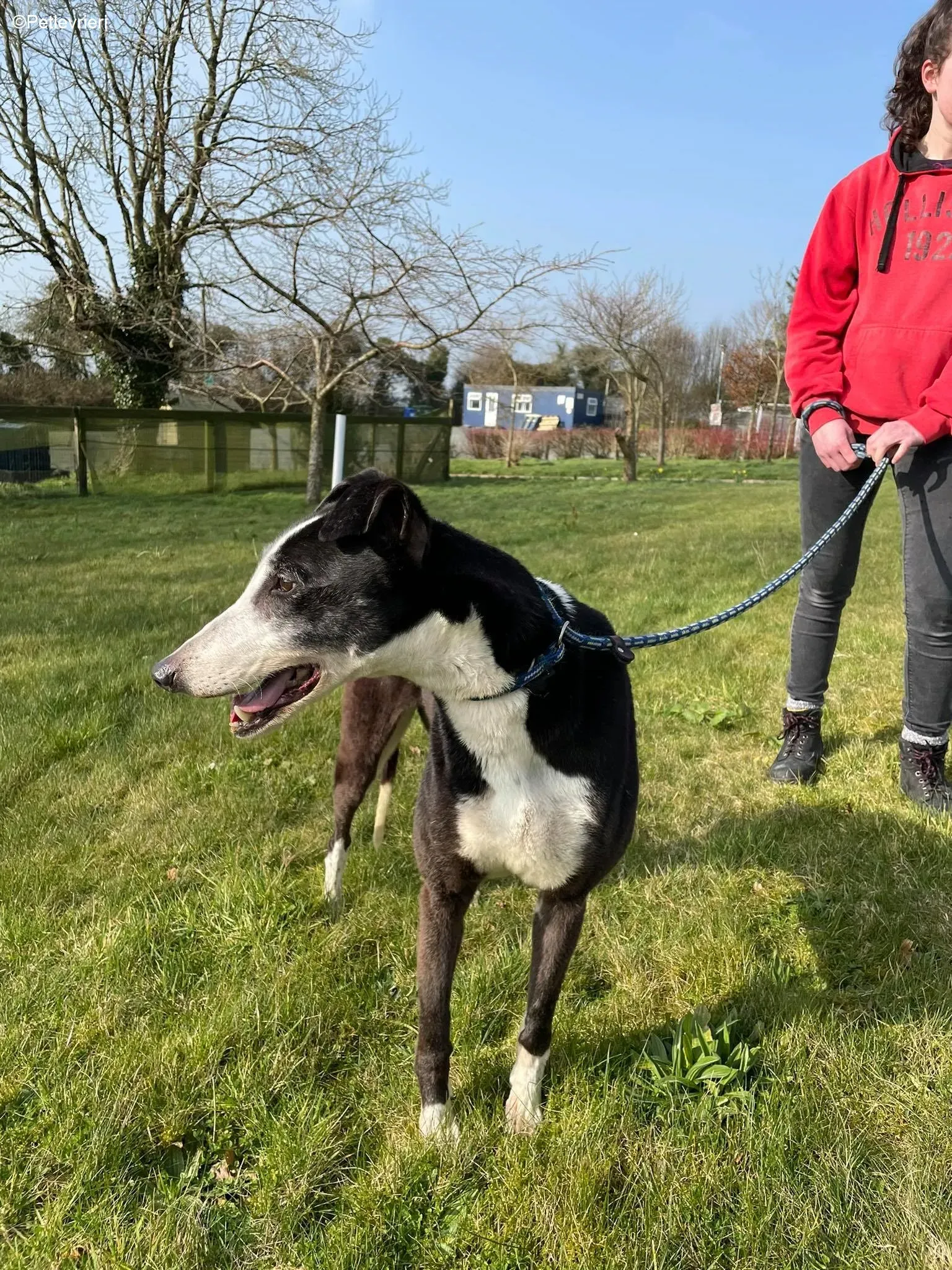 Poppy adozione levrieri greyhound 4 1