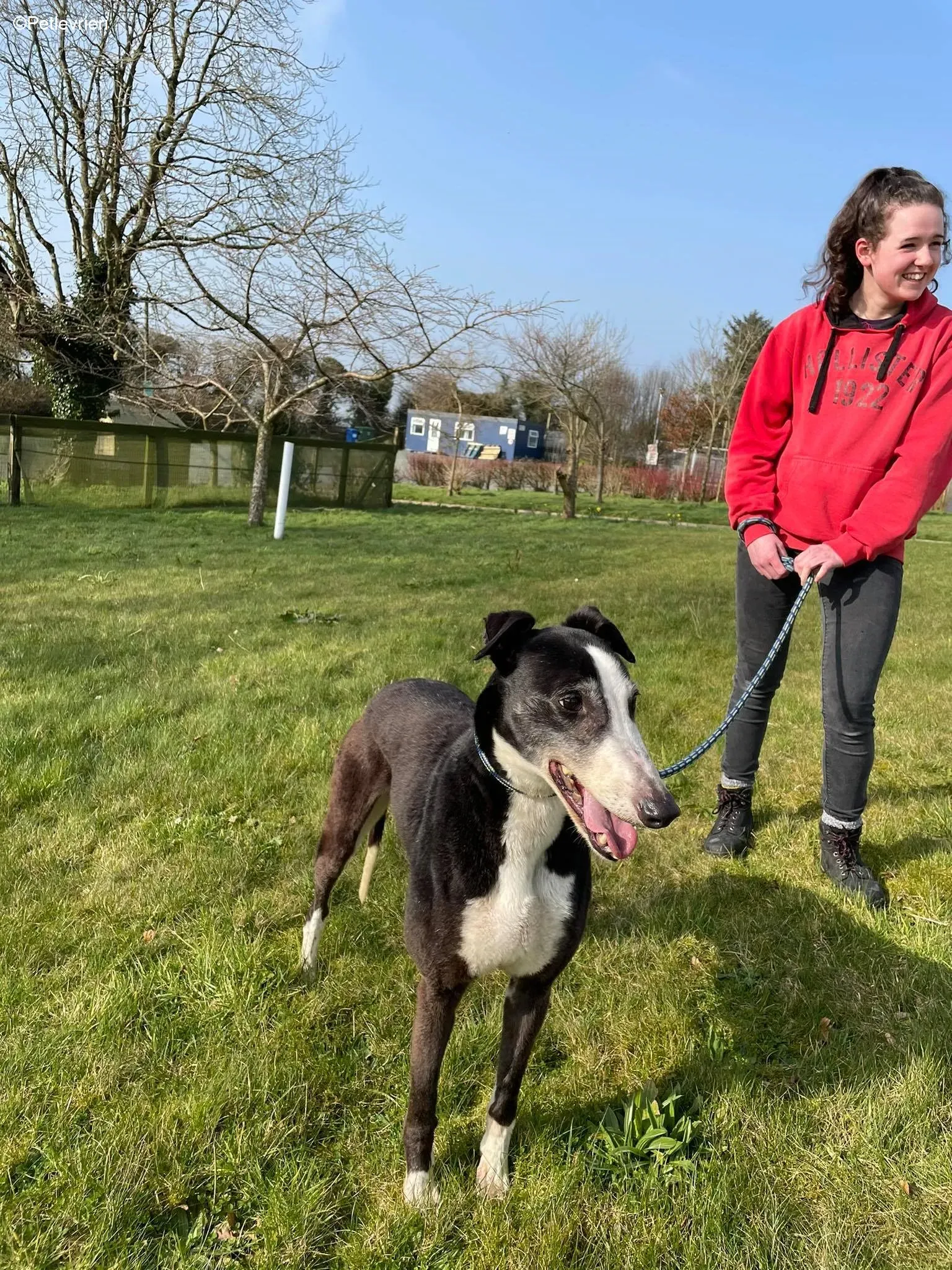 Poppy adozione levrieri greyhound 5 1