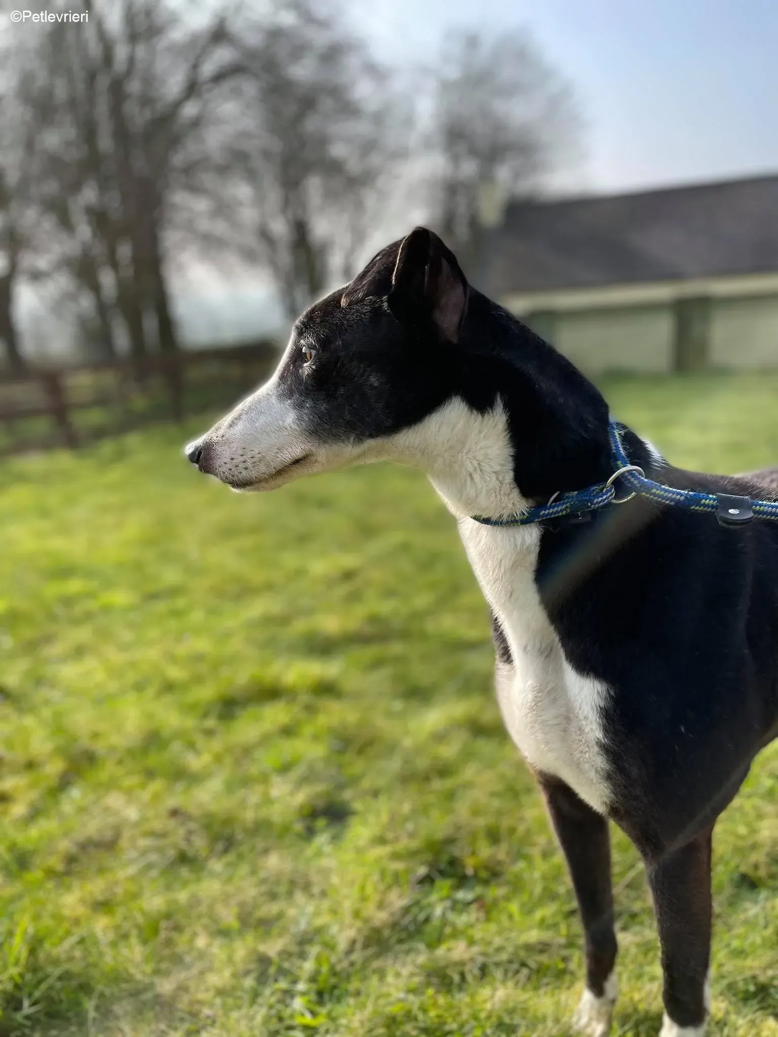 Poppy adozione levrieri greyhound 6 1