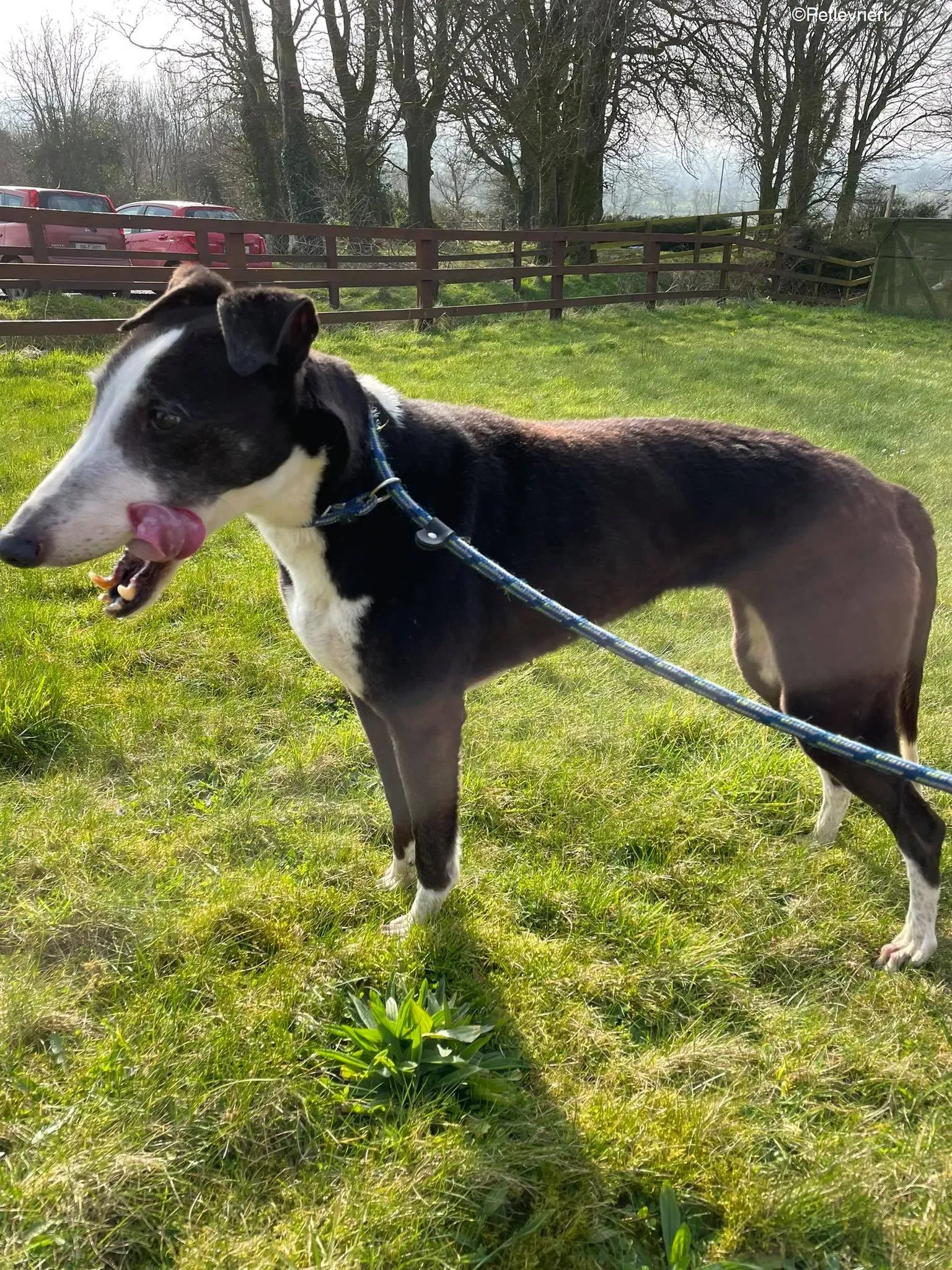 Poppy adozione levrieri greyhound 7 1