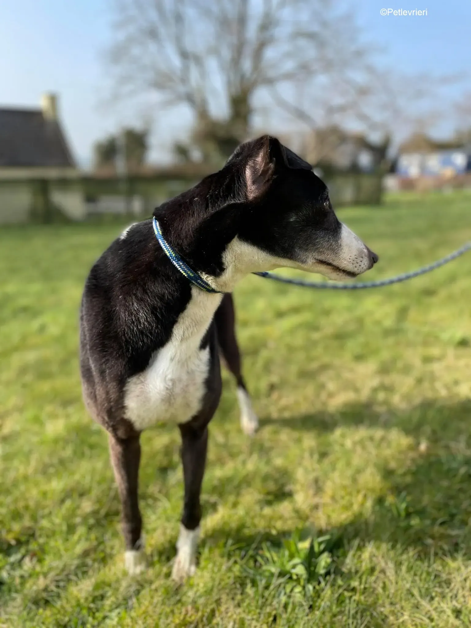 Poppy adozione levrieri greyhound 8 1