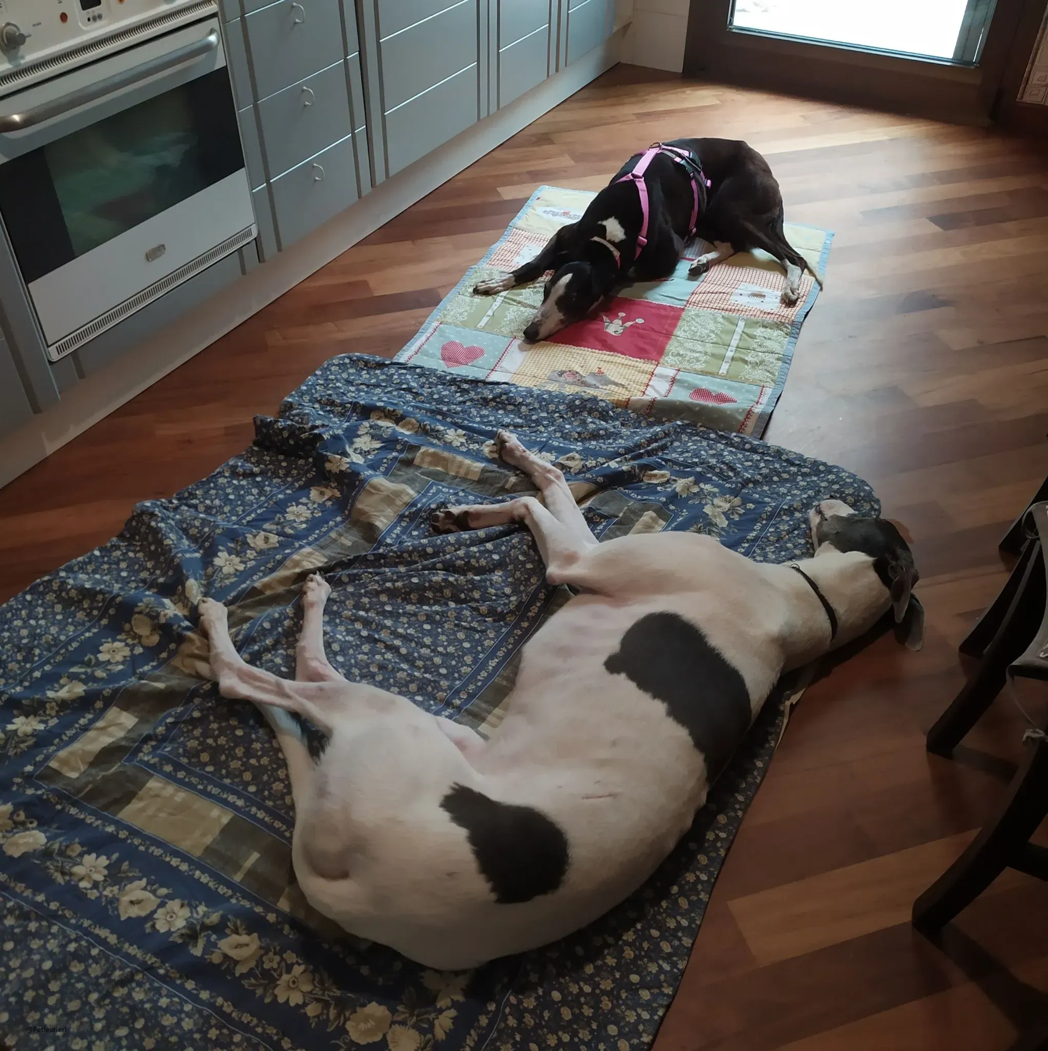 Poppy greyhound adozione levrieri fosterhome 1