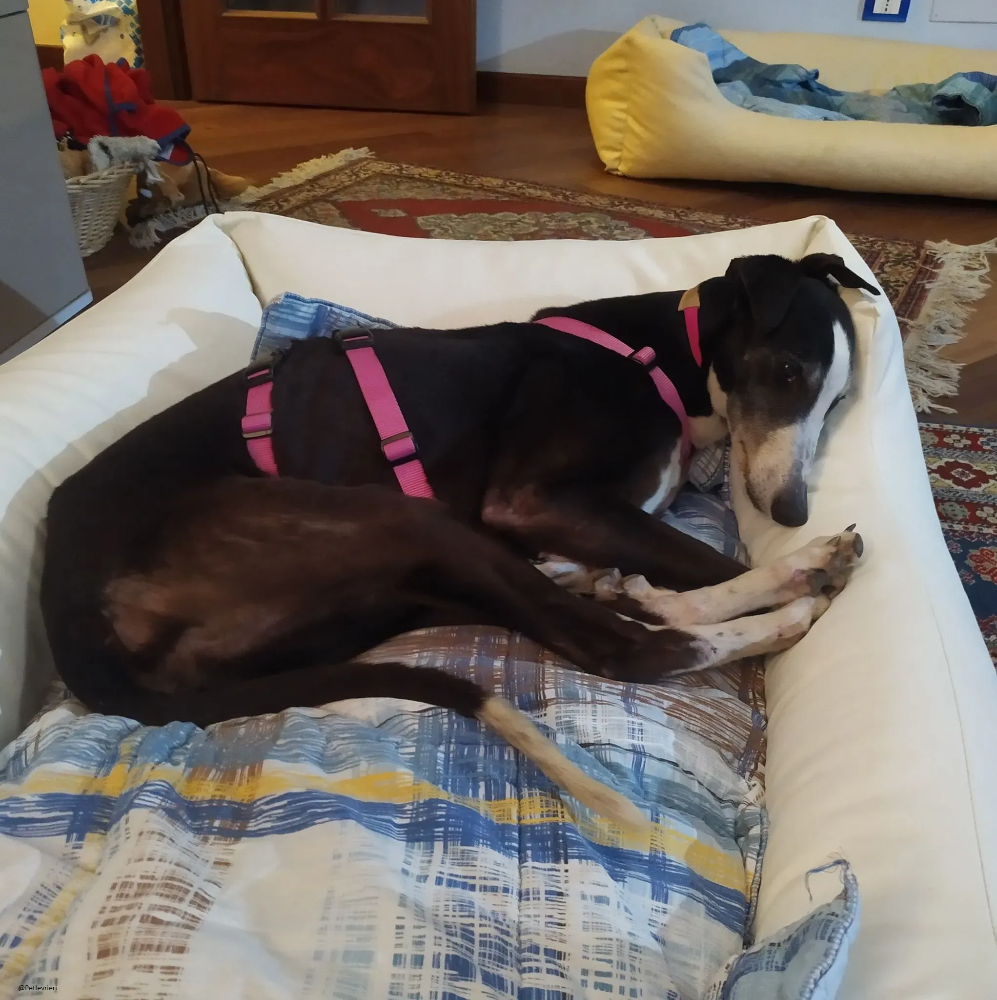 Poppy greyhound adozione levrieri fosterhome 2