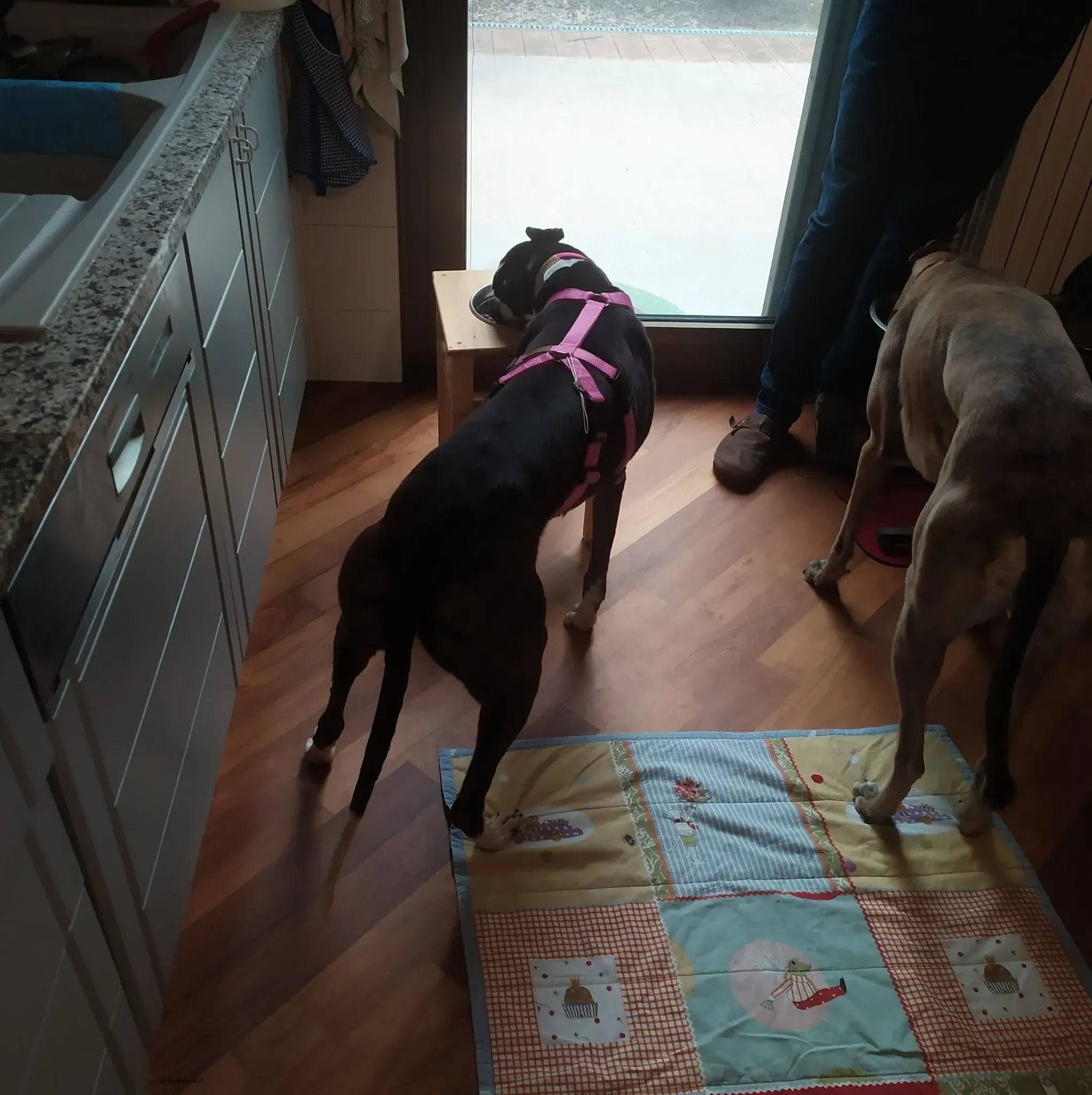 Poppy greyhound adozione levrieri fosterhome 3