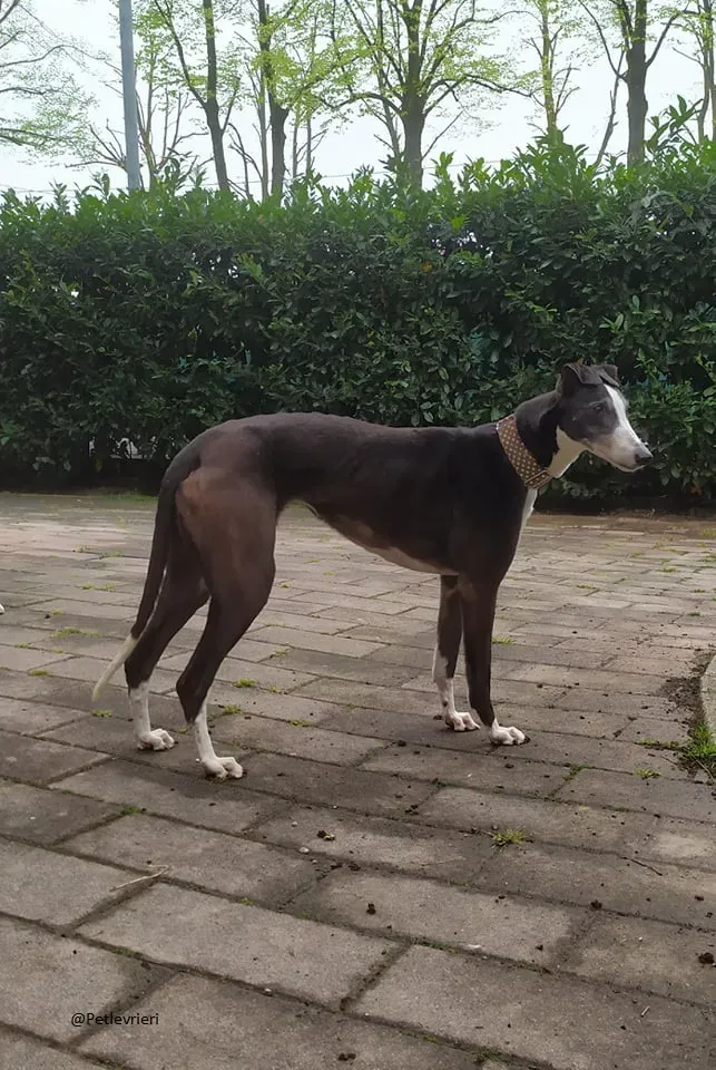 Poppy greyhound adozione levrieri fosterhome 4