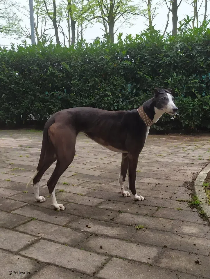 Poppy greyhound adozione levrieri fosterhome 5