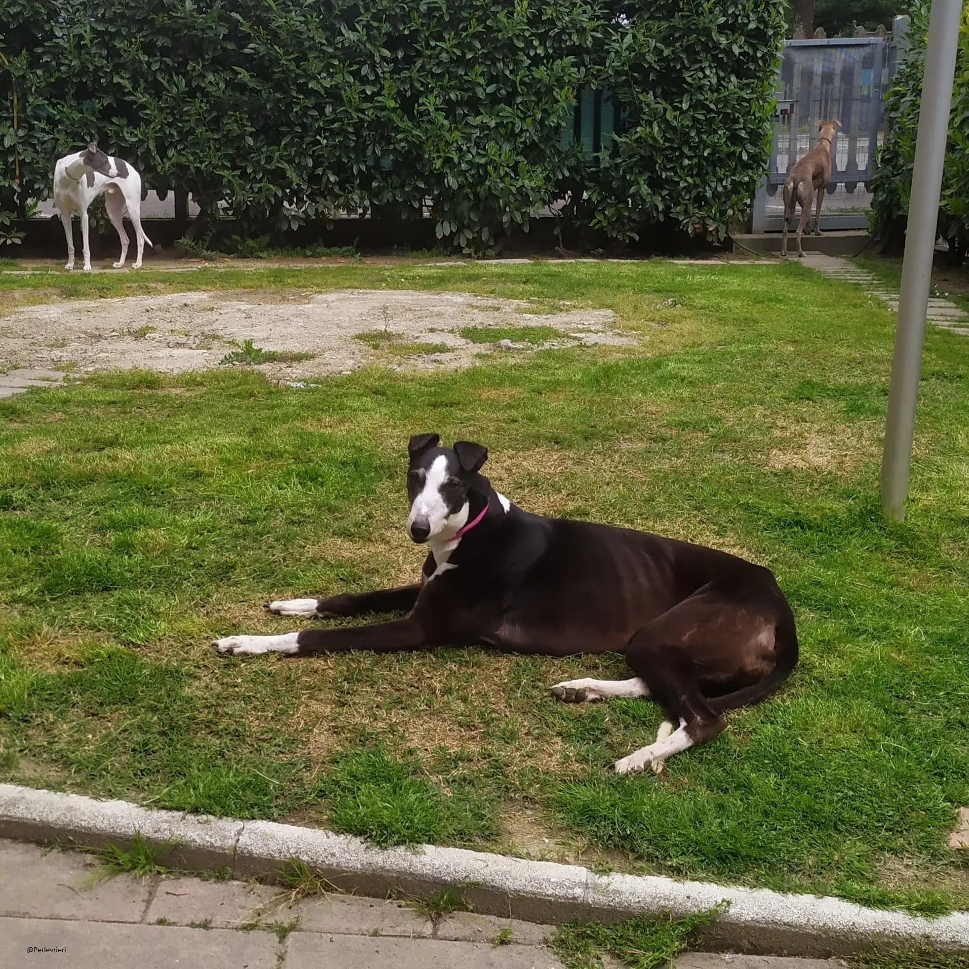 Poppy greyhound fosterhome oldsolodinascita 1