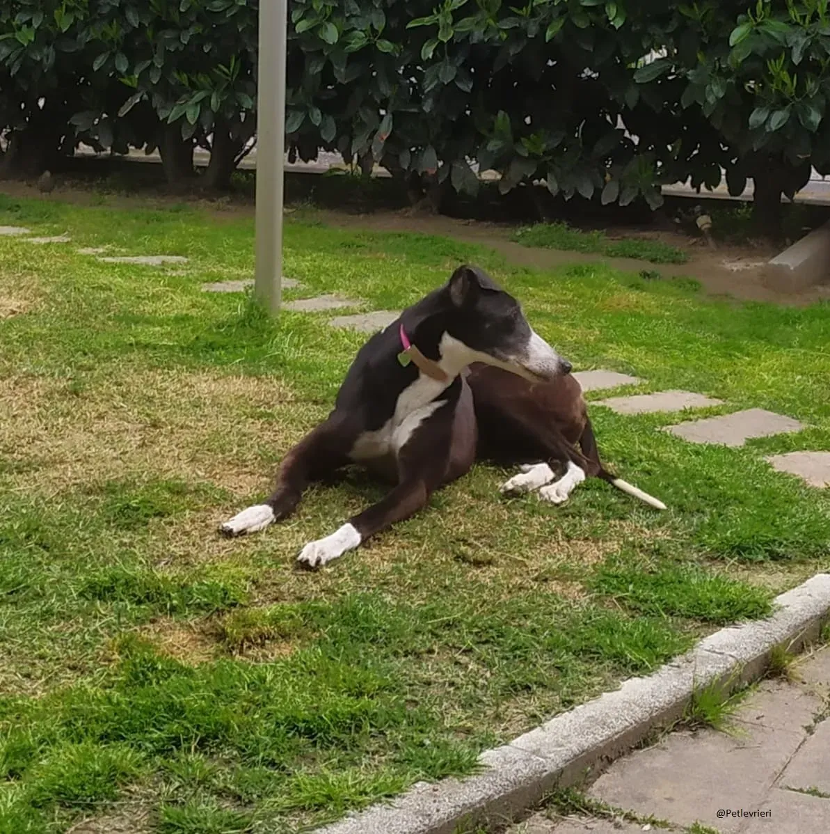 Poppy greyhound fosterhome oldsolodinascita 2