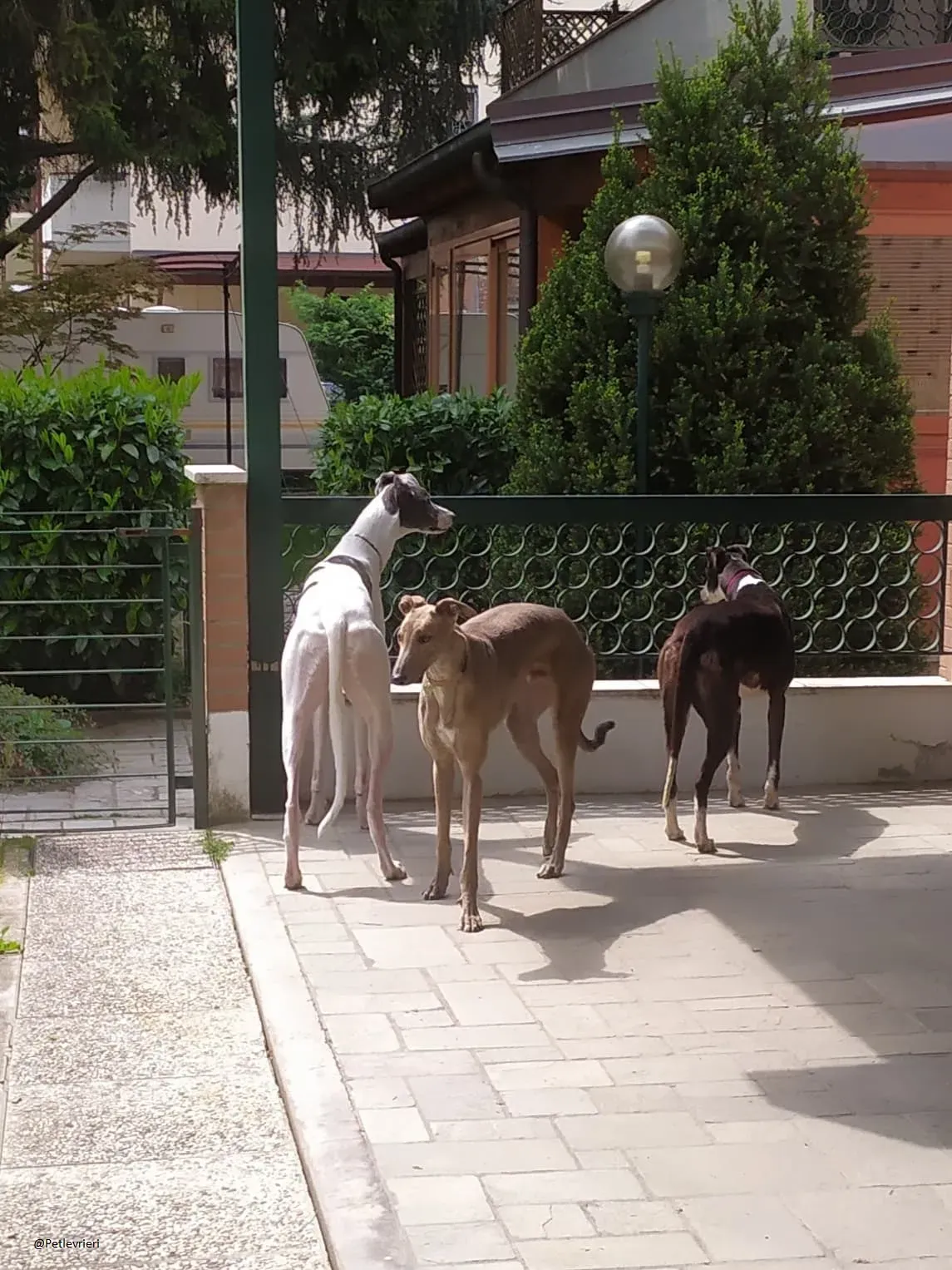 Poppy greyhound fosterhome oldsolodinascita 3