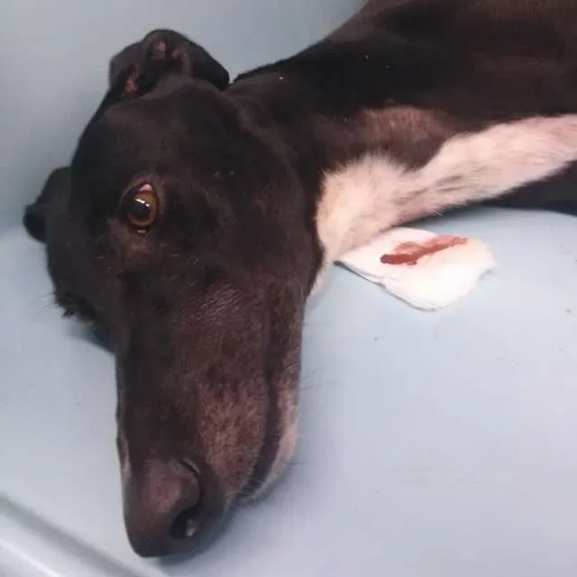 Portogallo galgos