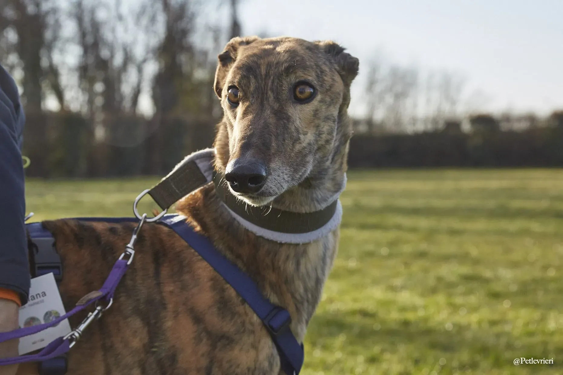 Prince adoptionday greyhound fosterhome adozione levrieri 1