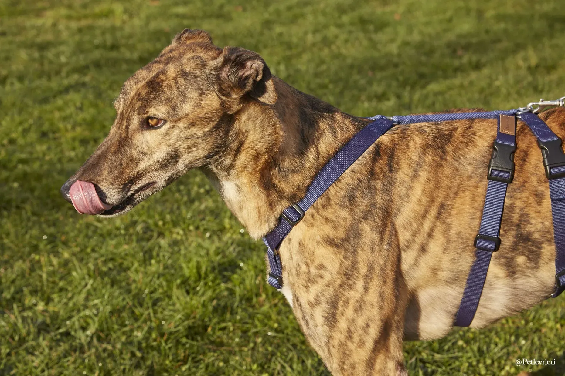 Prince adoptionday greyhound fosterhome adozione levrieri 10