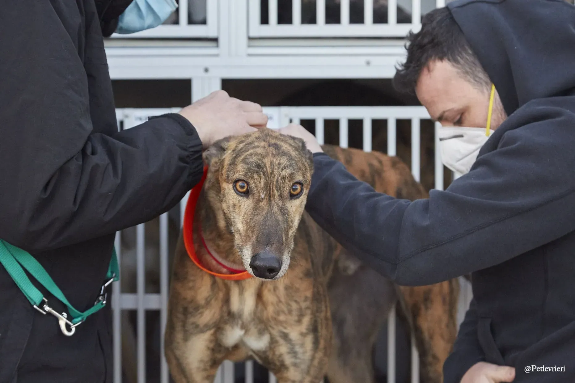 Prince adoptionday greyhound fosterhome adozione levrieri 11
