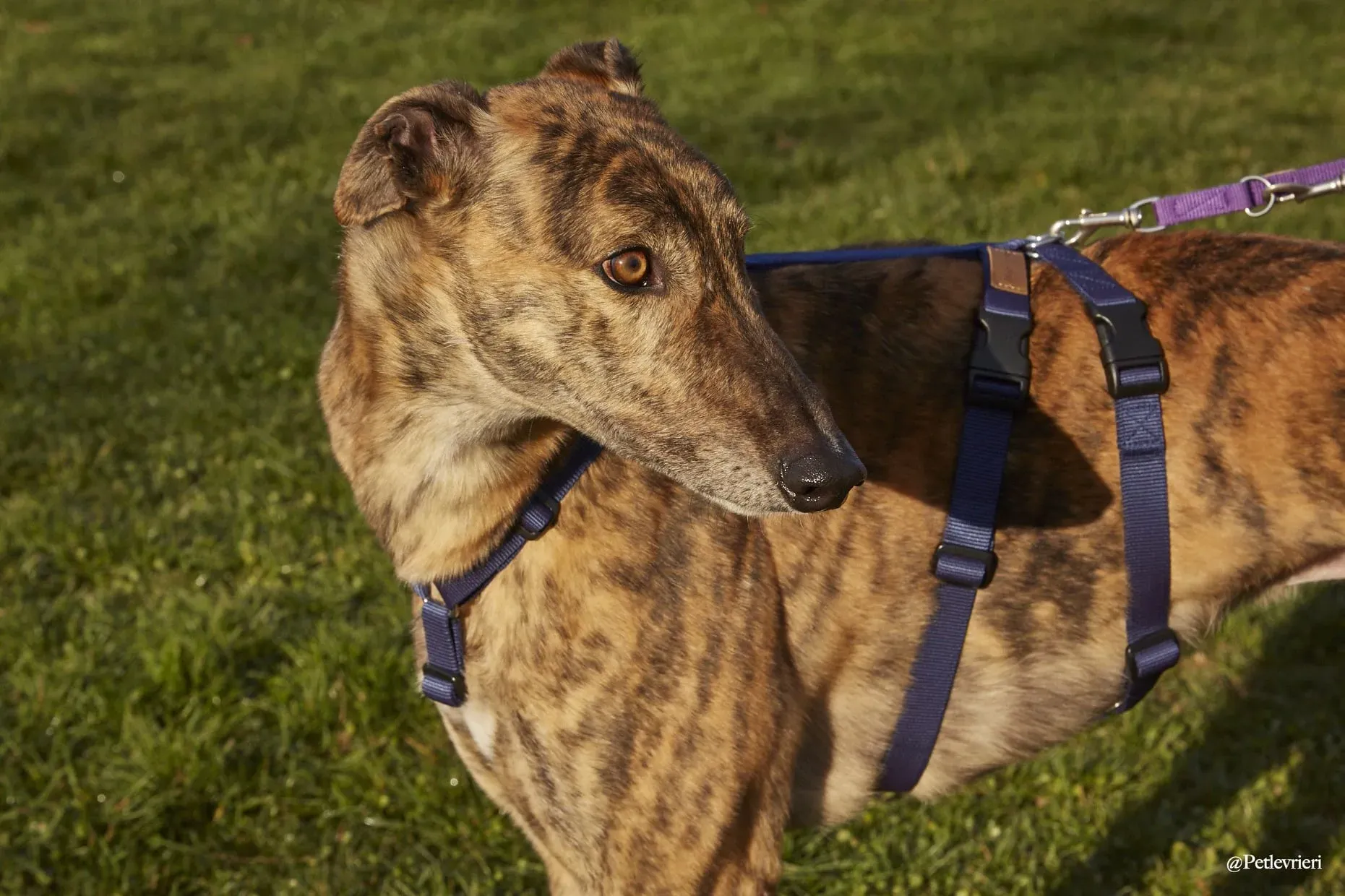 Prince adoptionday greyhound fosterhome adozione levrieri 12