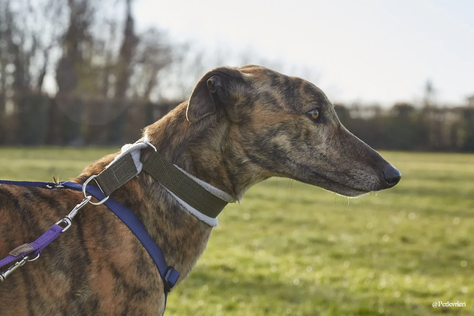 Prince adoptionday greyhound fosterhome adozione levrieri 3