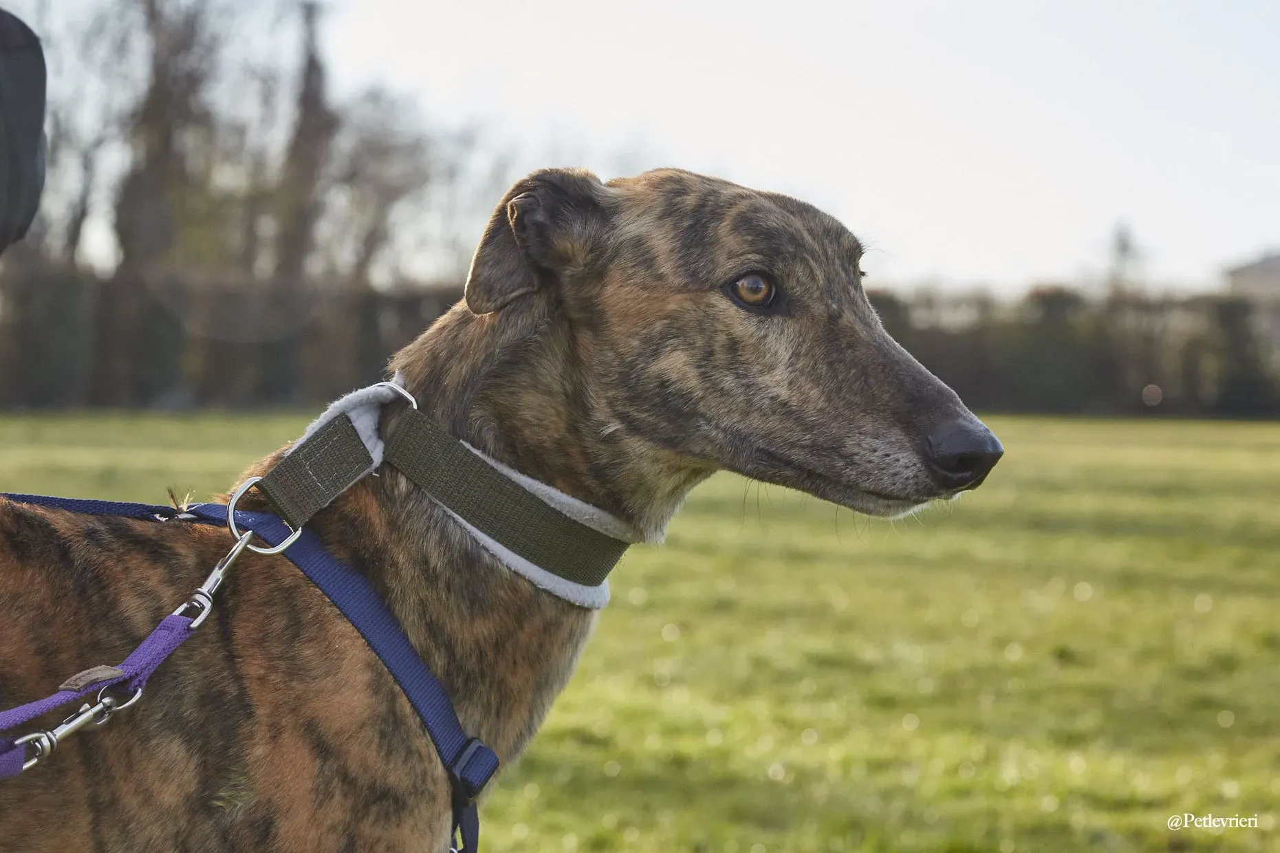 Prince adoptionday greyhound fosterhome adozione levrieri 7