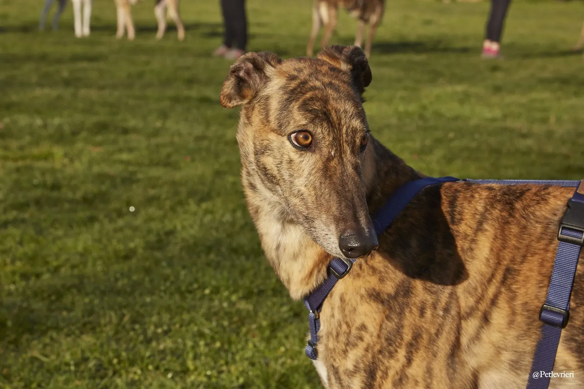 Prince adoptionday greyhound fosterhome adozione levrieri 9