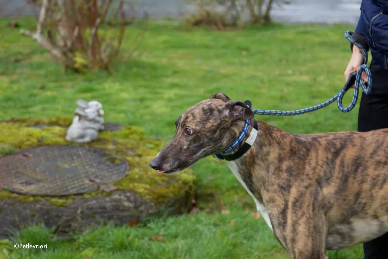 Prince adozione levrieri greyhound 11