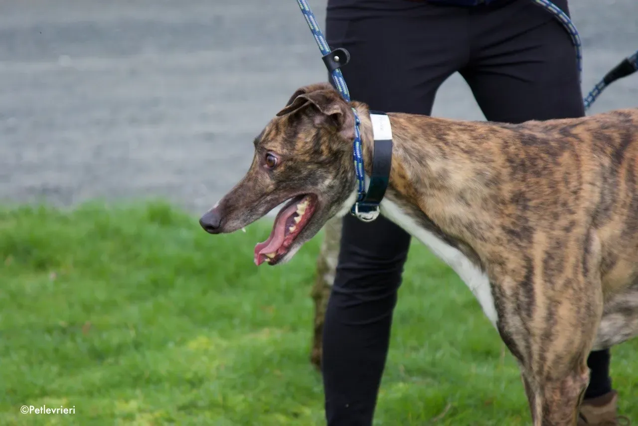 Prince adozione levrieri greyhound 12