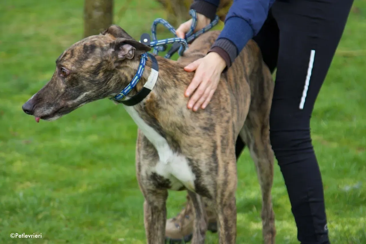 Prince adozione levrieri greyhound 14