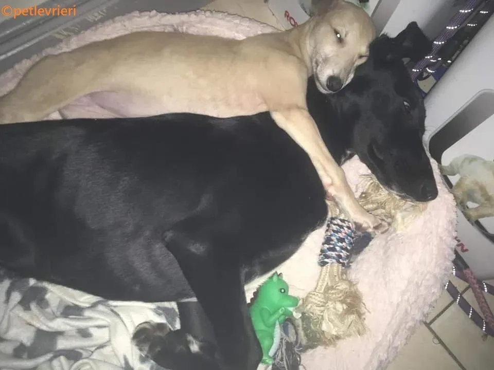 Prince adozione levrieri greyhound 15