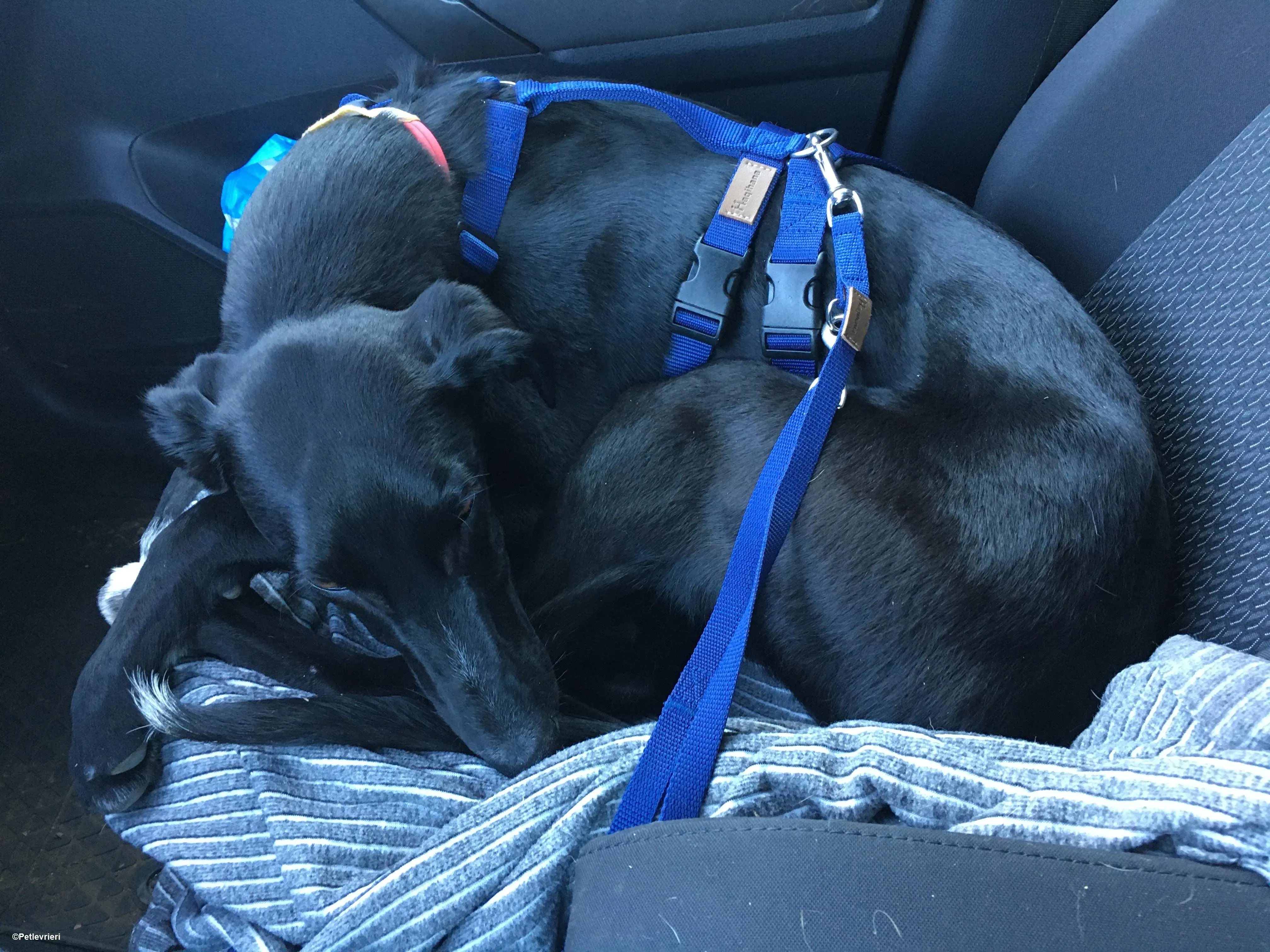 Prince adozione levrieri greyhound 16