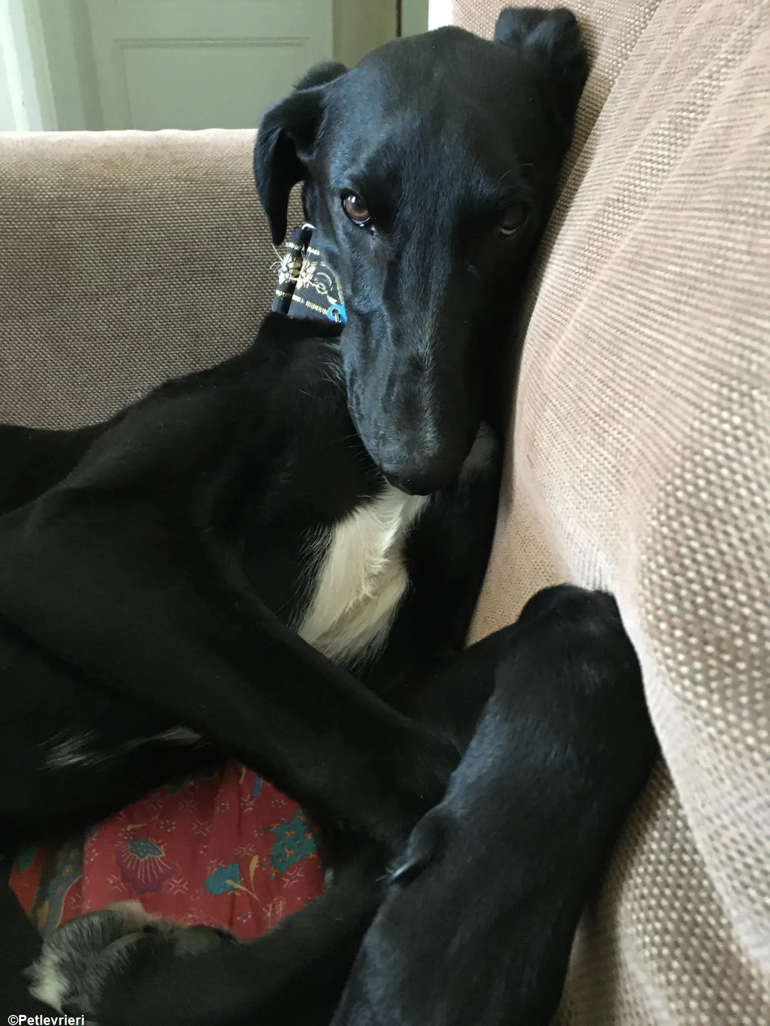 Prince adozione levrieri greyhound 17