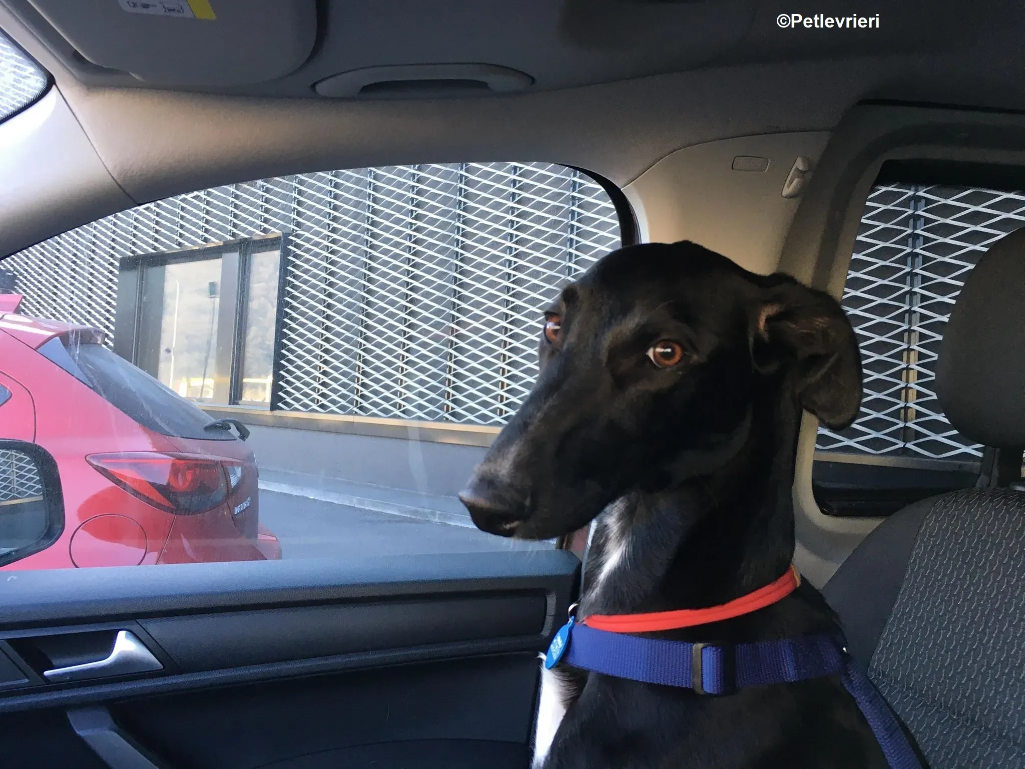 Prince adozione levrieri greyhound 18