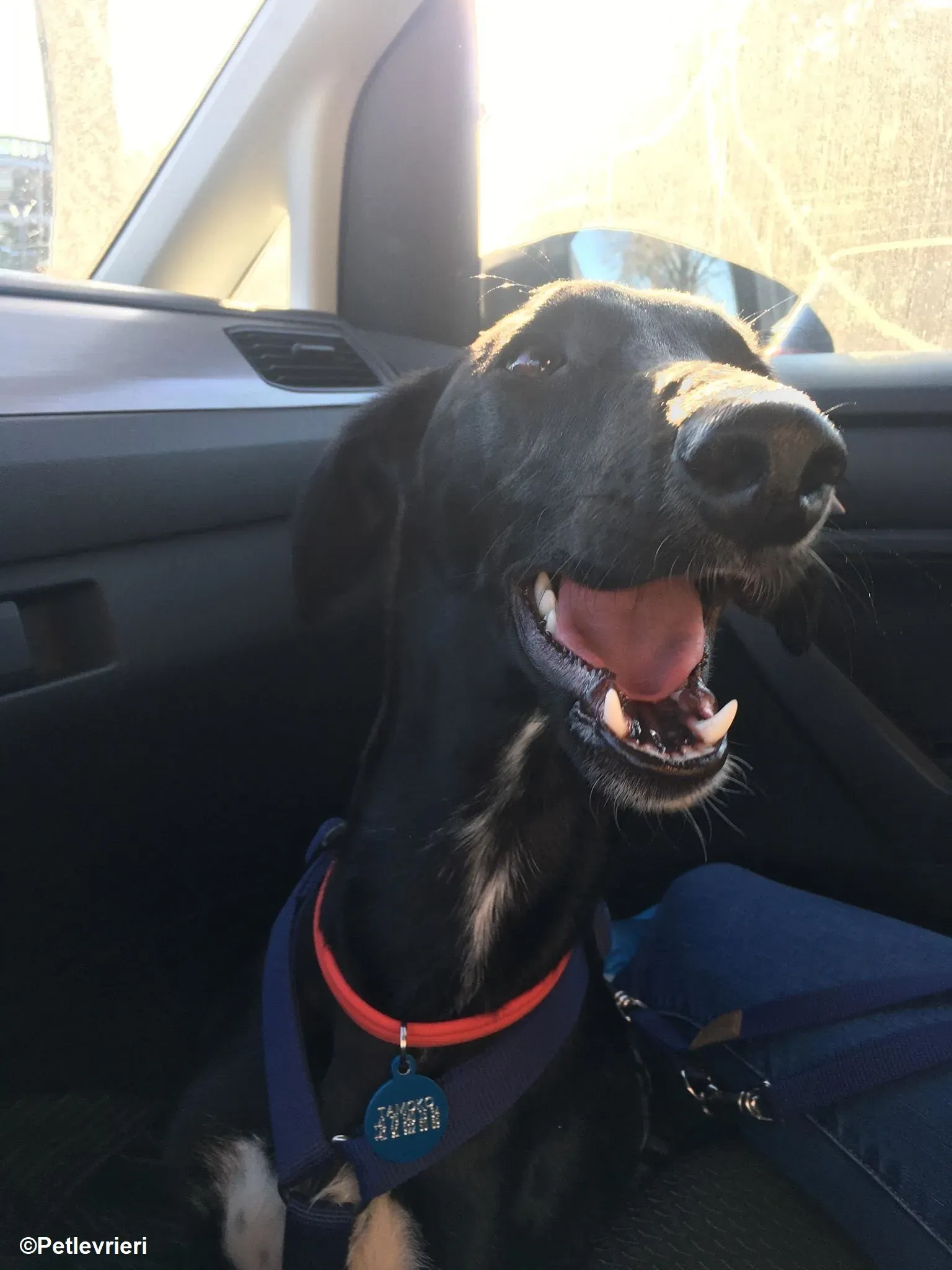 Prince adozione levrieri greyhound 19