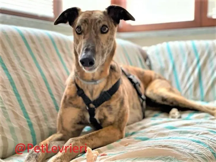 Prince adozione levrieri greyhound 20 2