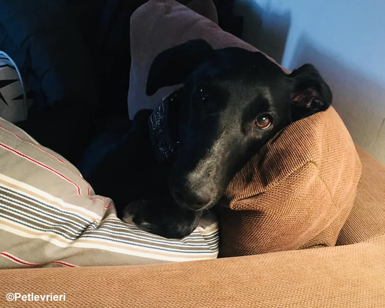 Prince adozione levrieri greyhound 20