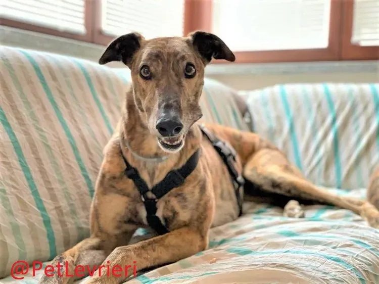 Prince adozione levrieri greyhound 21 2