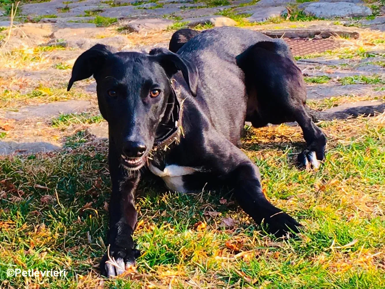 Prince adozione levrieri greyhound 21