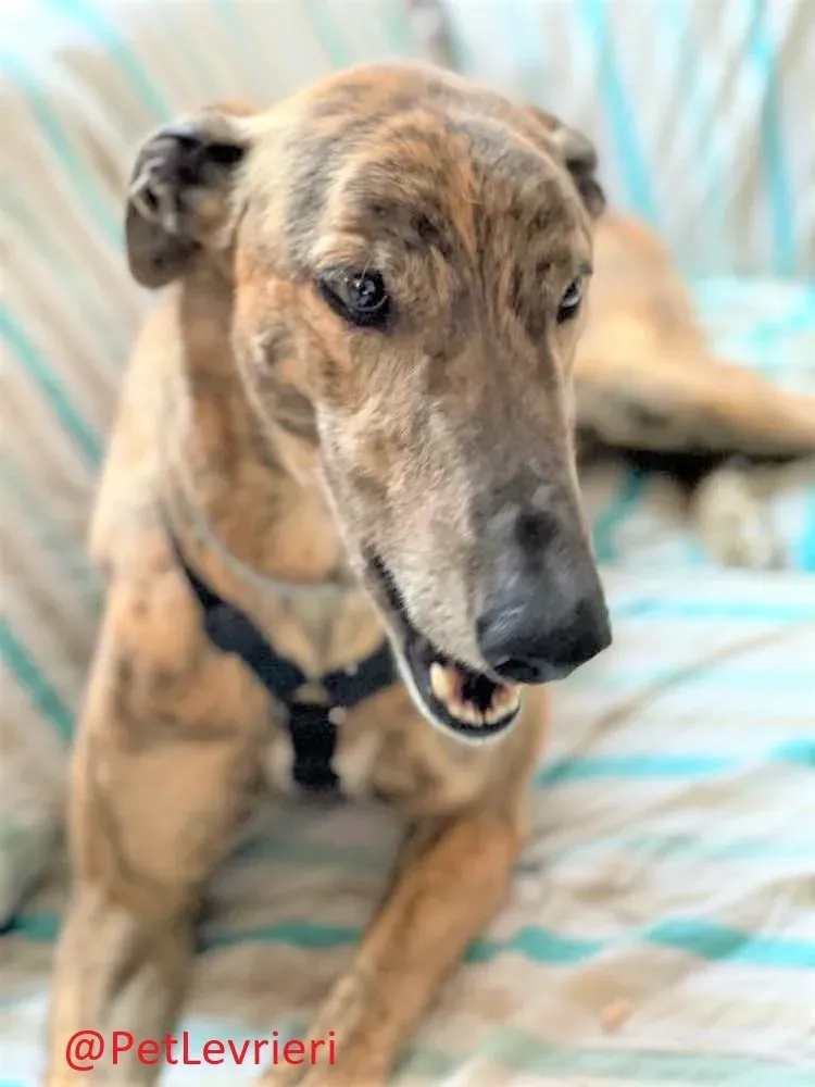 Prince adozione levrieri greyhound 22 2