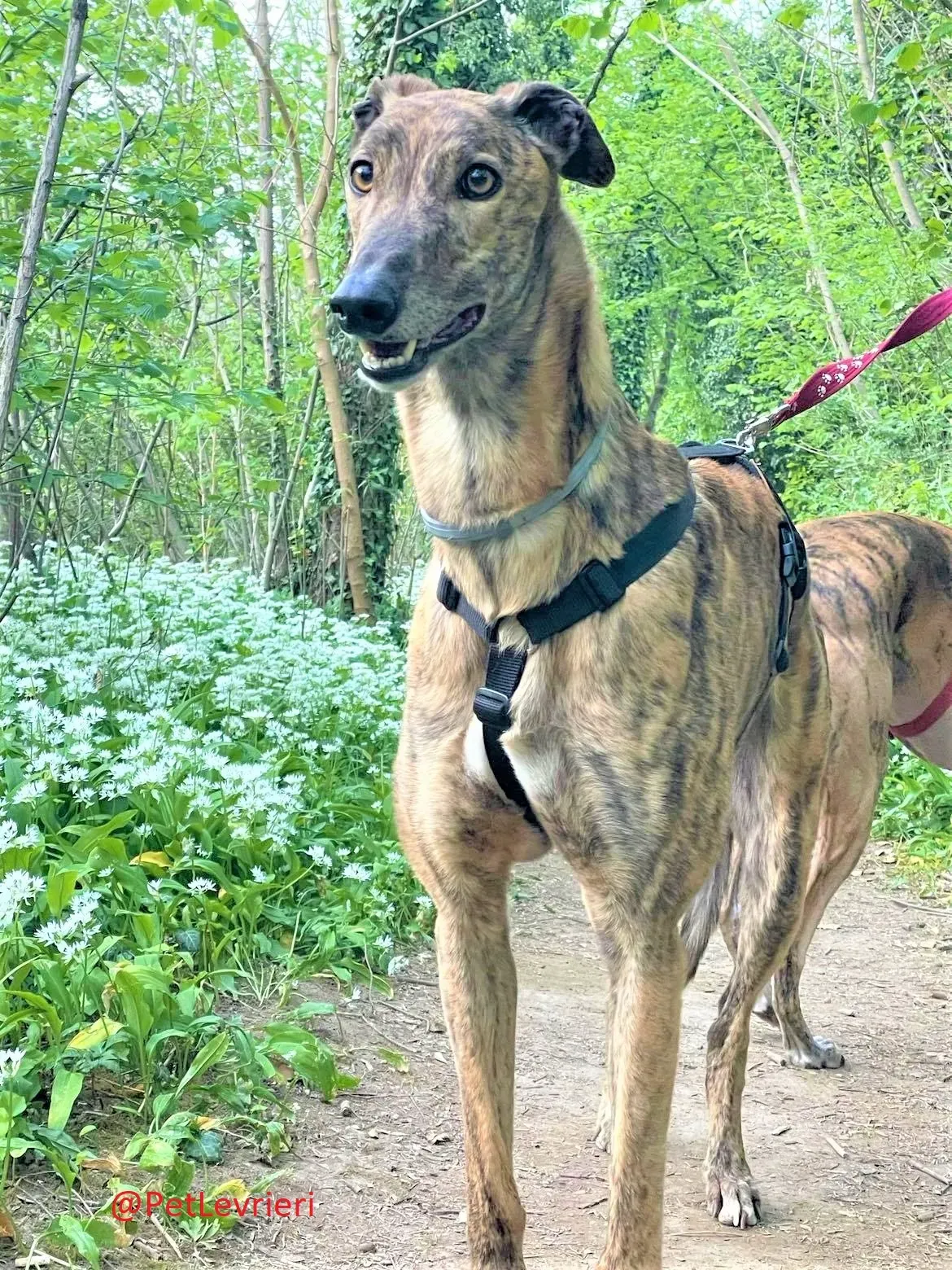 Prince adozione levrieri greyhound 23 2