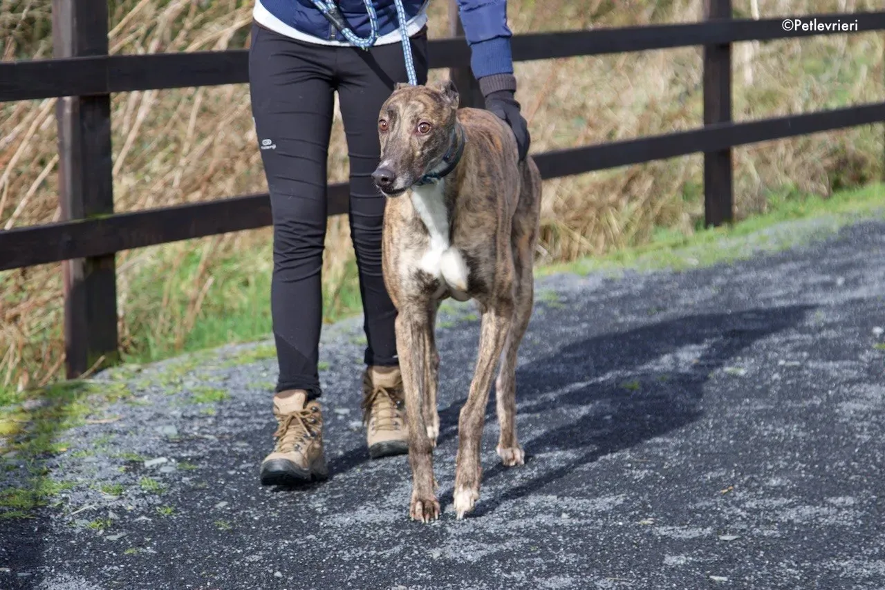 Prince adozione levrieri greyhound 7